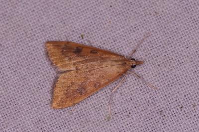 <i>Udea ferrugalis</i>