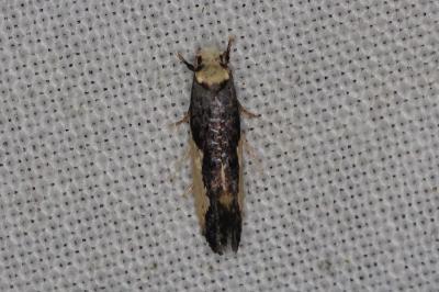 <i>Monopis monachella</i>