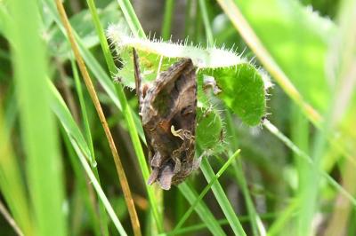 <i>Autographa gamma</i>