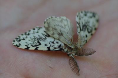 <i>Lymantria monacha</i>