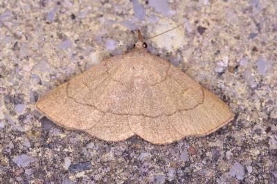 <i>Paracolax tristalis</i>