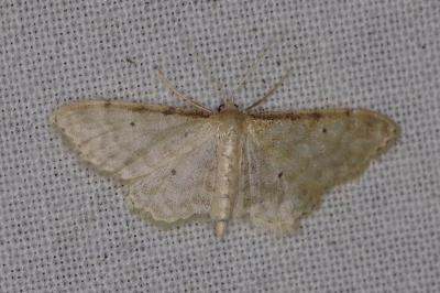 <i>Idaea humiliata</i>