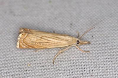 <i>Chrysoteuchia culmella</i>