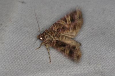 <i>Sideridis rivularis</i>