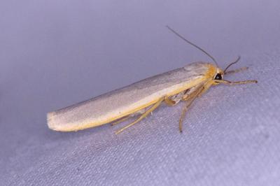 <i>Manulea complana</i>
