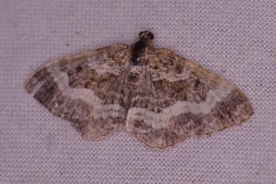 <i>Epirrhoe alternata</i>