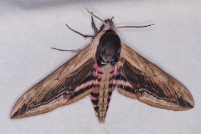 <i>Sphinx ligustri</i>