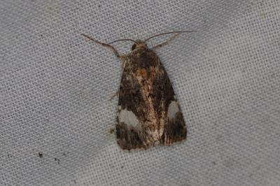 <i>Tyta luctuosa</i>