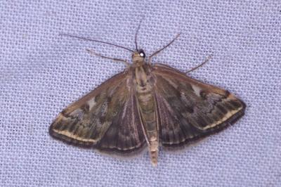 <i>Loxostege sticticalis</i>