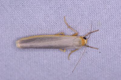<i>Manulea complana</i>