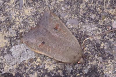 <i>Noctua comes</i>