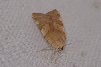 <i>Noctua fimbriata</i>