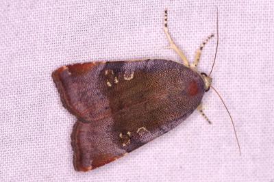 <i>Noctua janthe/janthina</i>