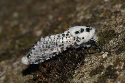 <i>Zeuzera pyrina</i>