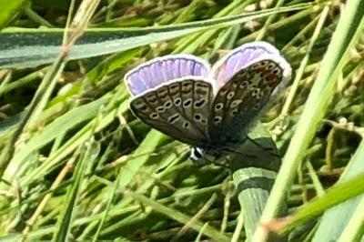 <i>Polyommatus icarus</i>