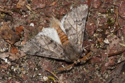 <i>Thaumetopoea pityocampa</i>