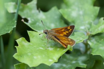 <i>Ochlodes sylvanus</i>