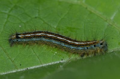 <i>Phalera bucephala</i>