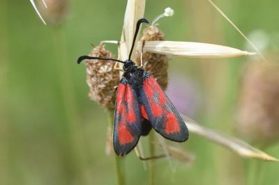 <i>Zygaena loti</i>