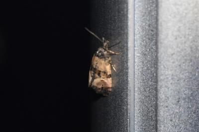 <i>Cochylis atricapitana</i>