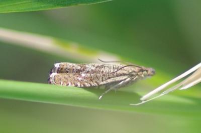 <i>Dichrorampha</i>