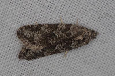 <i>Cnephasia</i>