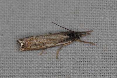<i>Crambus lathoniellus</i>