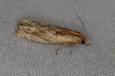 <i>Eucosma cana</i>