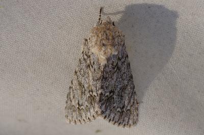 <i>Acronicta aceris</i>