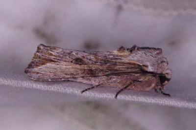 <i>Egira conspicillaris</i>