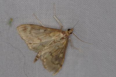 <i>Ostrinia nubilalis</i>