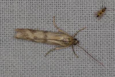 <i>Homoeosoma sinuella</i>