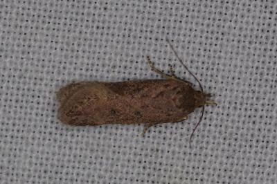 <i>Bryotropha</i>