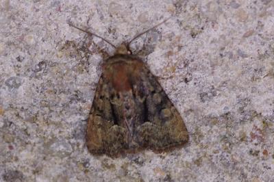 <i>Oligia</i>
