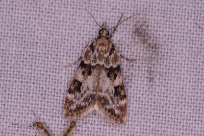 <i>Eudonia delunella</i>