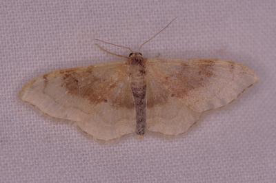 <i>Idaea degeneraria</i>