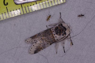 <i>Furcula furcula</i>