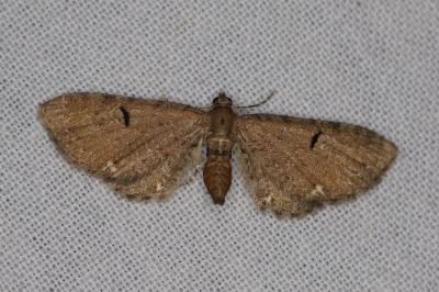 <i>Eupithecia</i>