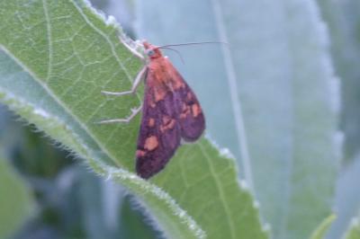 <i>Pyrausta purpuralis</i>