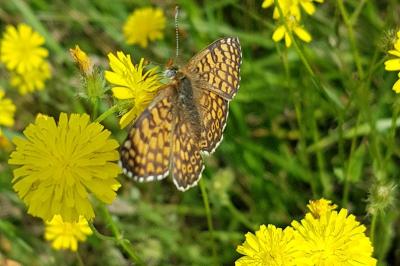 <i>Melitaea cinxia</i>