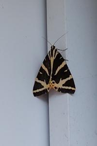 <i>Euplagia quadripunctaria</i>
