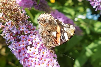 <i>Vanessa atalanta</i>