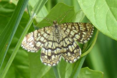 <i>Chiasmia clathrata</i>