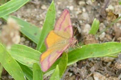 <i>Lythria purpuraria</i>