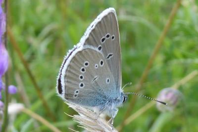 <i>Cyaniris semiargus</i>