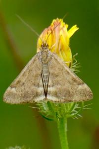 <i>Pyrausta despicata</i>