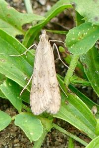 <i>Nomophila noctuella</i>