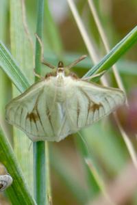 <i>Sitochroa palealis</i>