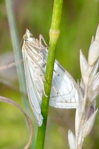 <i>Sitochroa palealis</i>
