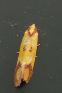 <i>Agapeta zoegana</i>